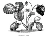 Erdbeerpflanze klein